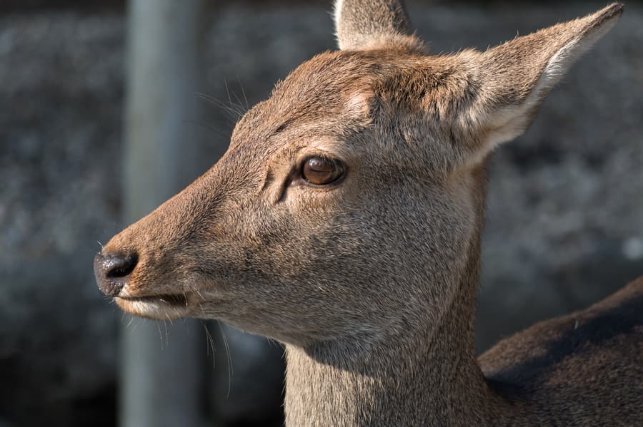 A sika deer standing on grass in Nara Park, photographed close up in profile.