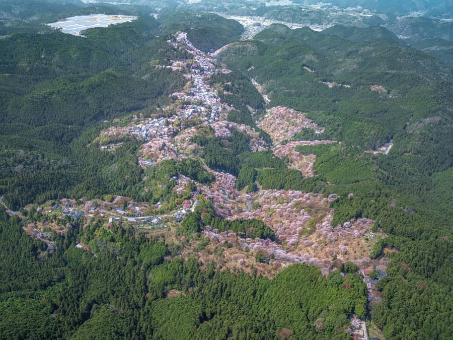 Mount Yoshino in full bloom, cherry trees covering the hillside around the roofs of Kinpusen-ji.